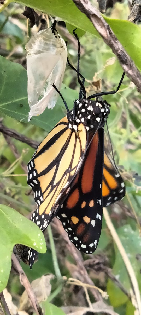 Surprise, I didn't see this Chrysalis, they hide so well in the bushes 🤯

#monarchbutterfly