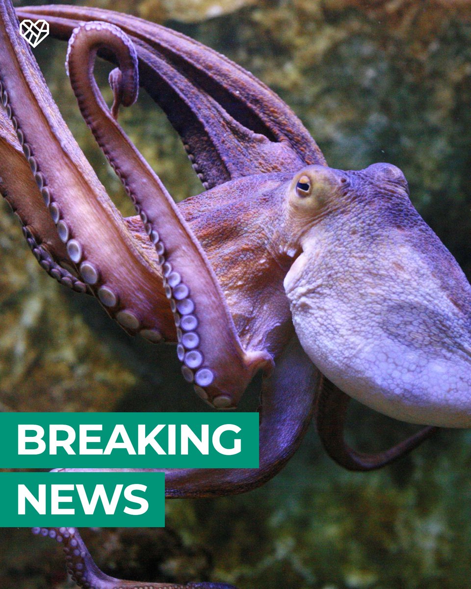 It's official 🎉🤩 Just yesterday a bill that bans the farming of octopuses in Washington state was signed into law by Governor @JayInslee! Thank you @Pasados and @ARIactivism for your dedication to making this law happen—it's the first of its kind in the nation 🐙