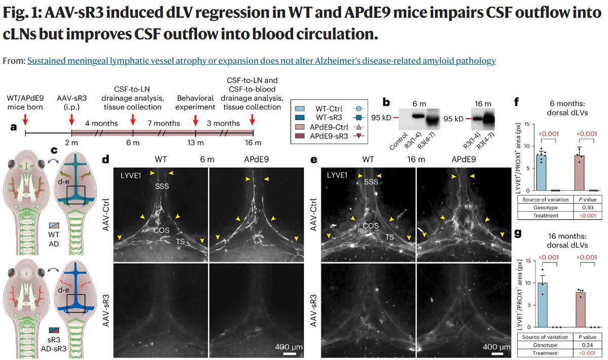 Research| Antila et al. show that brain amyloid- β load is not significantly affected by sustained #meningeallymphatics vessel atrophy or hyperplasia induced by lymphangiogenic growth factor manipulation in two mouse models of #Alzheimer. 👉rdcu.be/dBkoT