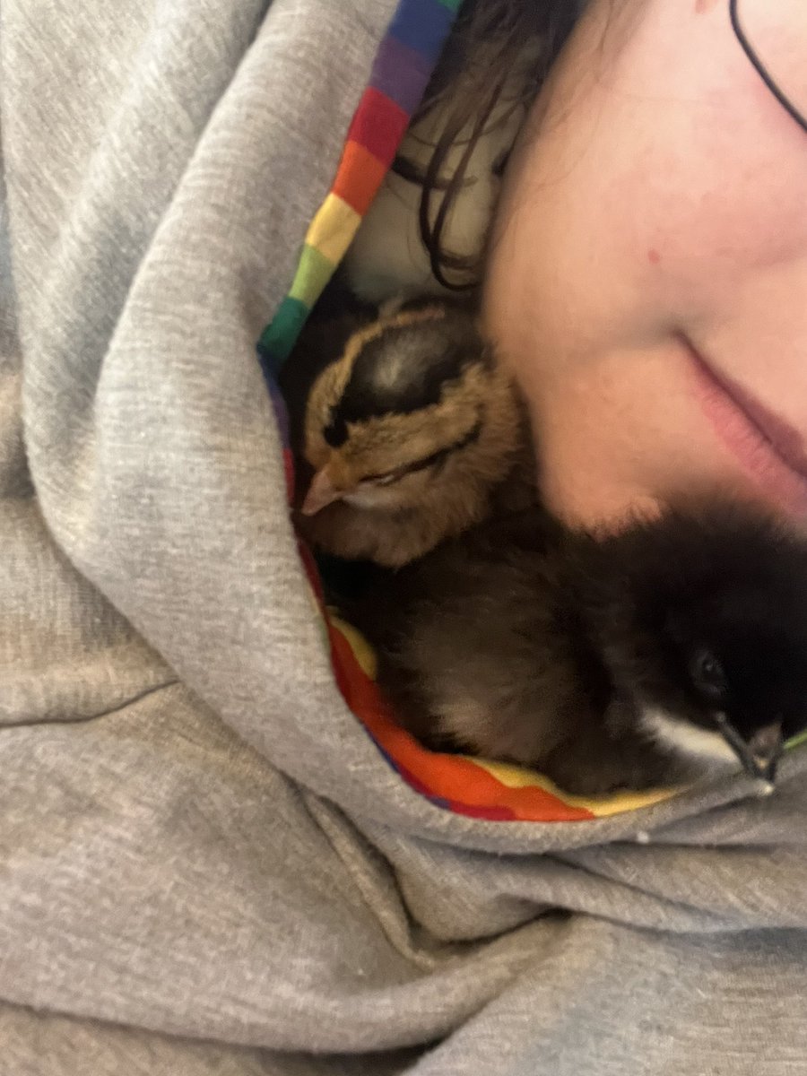 TracyHeuer's tweet photo. We added 3 babies to our flock yesterday!! Tiny chicken snuggles are the best! https://t.co/pm8RKsN9fB