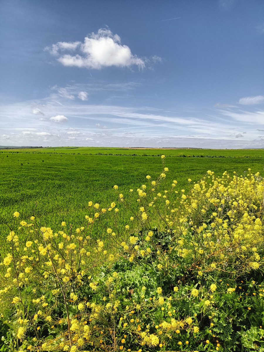 Oskarvaler's tweet photo. Feliz Viernes 

#FelizViernes #FelizViernesATodos#campo #verde #vibes #sol #azulcielo #campo #Toledo #naturaleza #naturelovers #arboles #fotografia #photography #paseosporelcampo https://t.co/HhPLpDr0rA