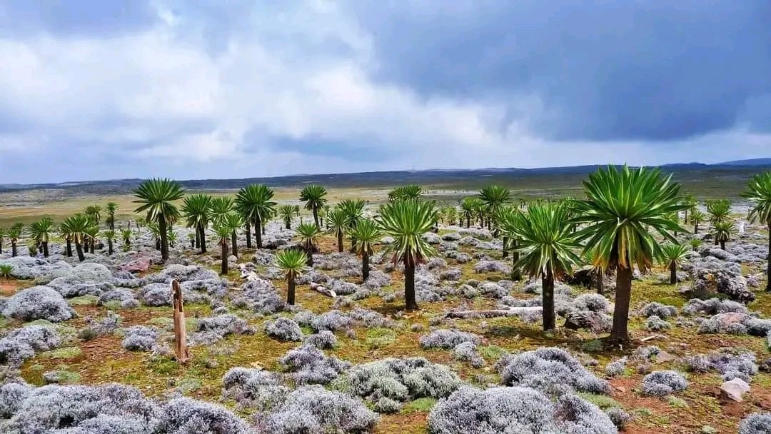 GashamaYohannes's tweet photo. #Bale_Mountains_National_Park

#Giant_lobelia plants, belonging to the Lobelia genus, are known for their strikingly large and showy flower spikes. 
These plants can grow up to 10 feet tall.

#VisitEthiopia 
#landoforigins
#visitnature
#visitworld
#beautifulnature
#worldpictures https://t.co/CvpGHa8MXD