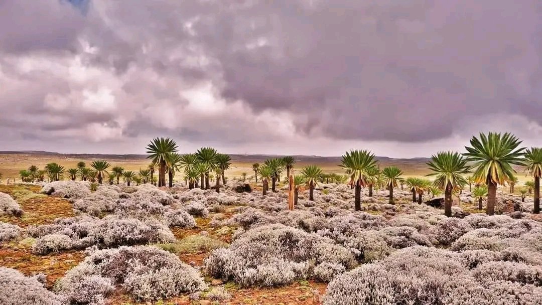 GashamaYohannes's tweet photo. #Bale_Mountains_National_Park

#Giant_lobelia plants, belonging to the Lobelia genus, are known for their strikingly large and showy flower spikes. 
These plants can grow up to 10 feet tall.

#VisitEthiopia 
#landoforigins
#visitnature
#visitworld
#beautifulnature
#worldpictures https://t.co/CvpGHa8MXD