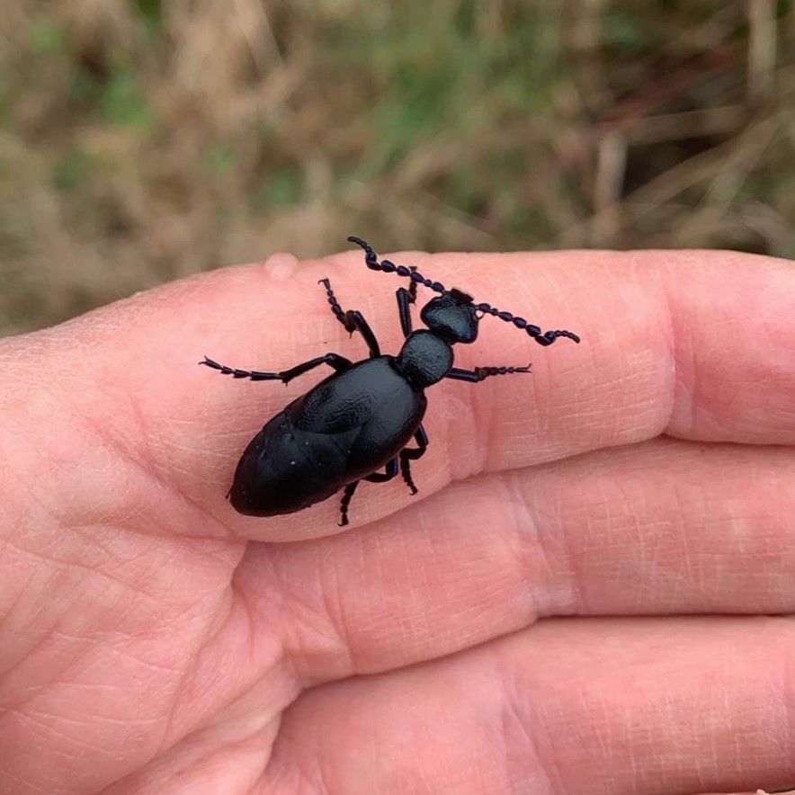 #RecordOfTheWeek is a Black Oil-beetle (Meloe proscarabaeus) spotted in Aberthaw by Steve Pickering. These handsome beetles have an interesting life cycle, parasitising solitary bees: cdn.buglife.org.uk/2019/08/Oil-Be…. Many thanks to Steve for record & pic submitted via the LERC Wales App.