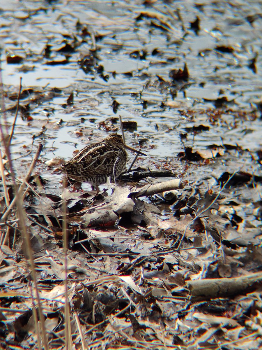 Wilson's Snipe at close edge of Upper Pool, Prospect Park right now