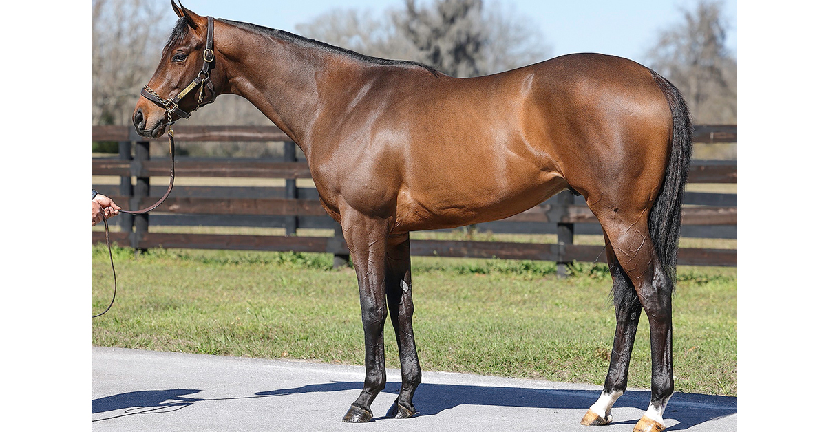 CanadianTbred's tweet photo. Ontario-breds by McKinzie, Omaha Beach Sell Big at OBS
A colt bred by the late Mike Carroll was pinhooked by Wavertree Stables at the March 2-year-old sale for $750,000. #Thoroughbreds #TBauctions #racehorses
https://t.co/yO3h0LWLdm https://t.co/EyWE4BDLq3