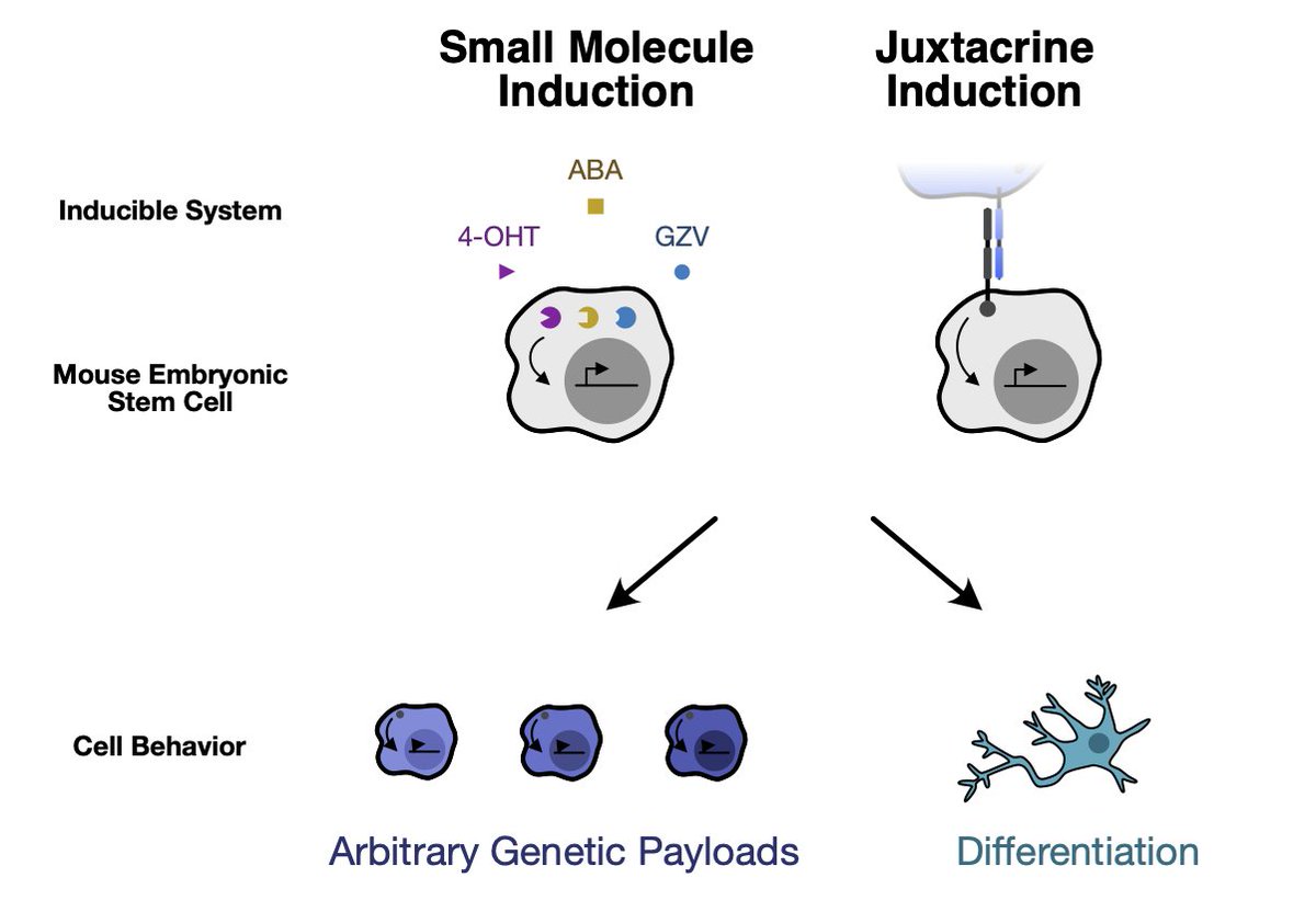 So excited to share our preprint from the El-Samad lab on engineering multiple small molecule and cell contact-inducible systems for controlling gene expression and differentiation in mESCs! biorxiv.org/content/10.110…