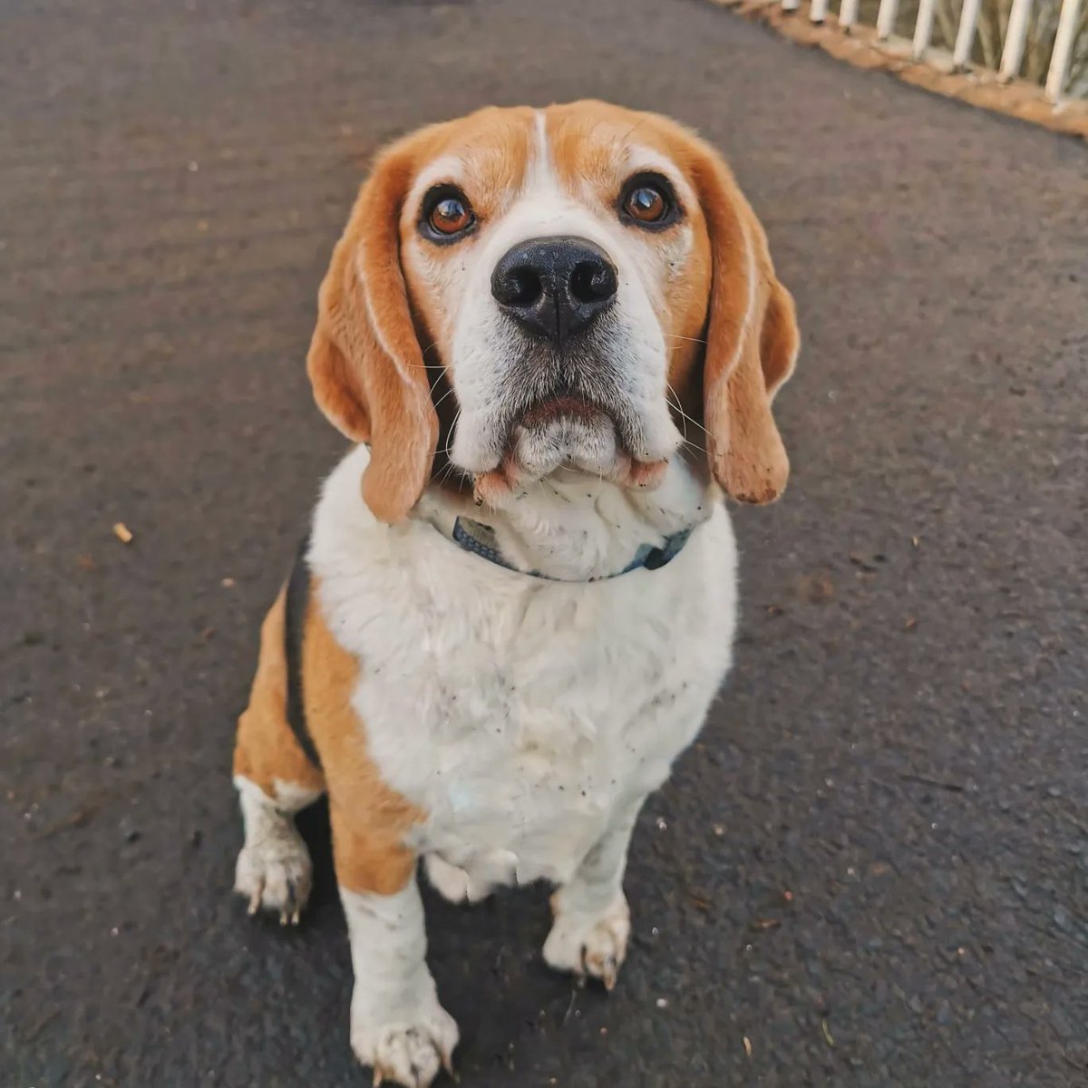 tiggtag's tweet photo. Friday park walk with Pablo

#parklife #dogwalk #beagle #beaglegram #dog #dogslife #beaglesofinstagram #dogsofinstagram #dudeswithdogs #glasgow #local #LinnPark #southside https://t.co/994gE2esSF