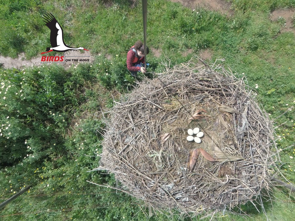 Our field season has officially begun! 😍 Last week we visited our #WhiteStork colonies in Portugal and there were already full clutches with 5 eggs! 🤯 Our White Storks are not wasting any time!