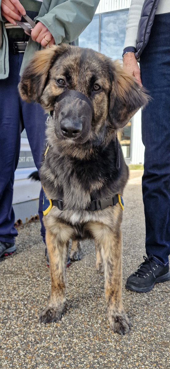 Marley is a stunning 8 month old Retriever / Alsation cross training to become a guide dog. The trainers bring dogs into the naval base and on to the harbour tours to give them new experience and smells to sample and see how they cope. @PHDockyard @visitportsmouth @BoatHouse_4