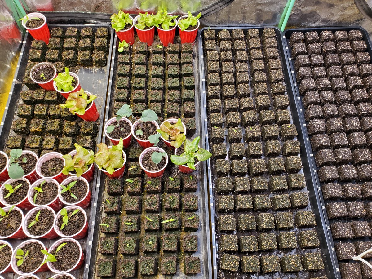 Each tray is about a week or two apart I transplant when I see roots coming out of the sides and bottom of the soil blocks I still haven't solved the algae issue from over watering but it goes away after transplant