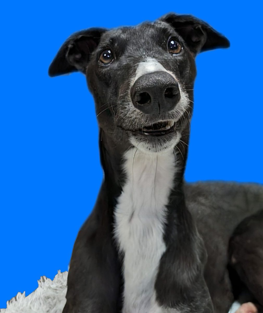 Galt greyhound hotsell