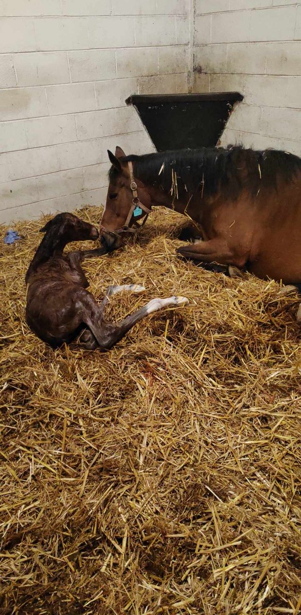 Eskdale_Stud's tweet photo. Last night, we felt we've won the Gold Cup π. This stunning Colt was finally ready to meet the world. His sire is #Logician and mummy is #CrystalEtoile a half-sister to #CrystalOcean. Etoile is co-owned with our friend @Ghost_OfASmile @bloodstocknews @rpbloodstock @shadeoakstud https://t.co/y2gSP6JEtd