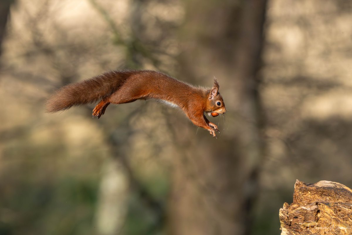 Red squirrel on #BrownseaIsland @DWTBrownsea #wildbrownsea @NTSouthWest @BrownseaNT #redsquirrel @redsquirrelsw