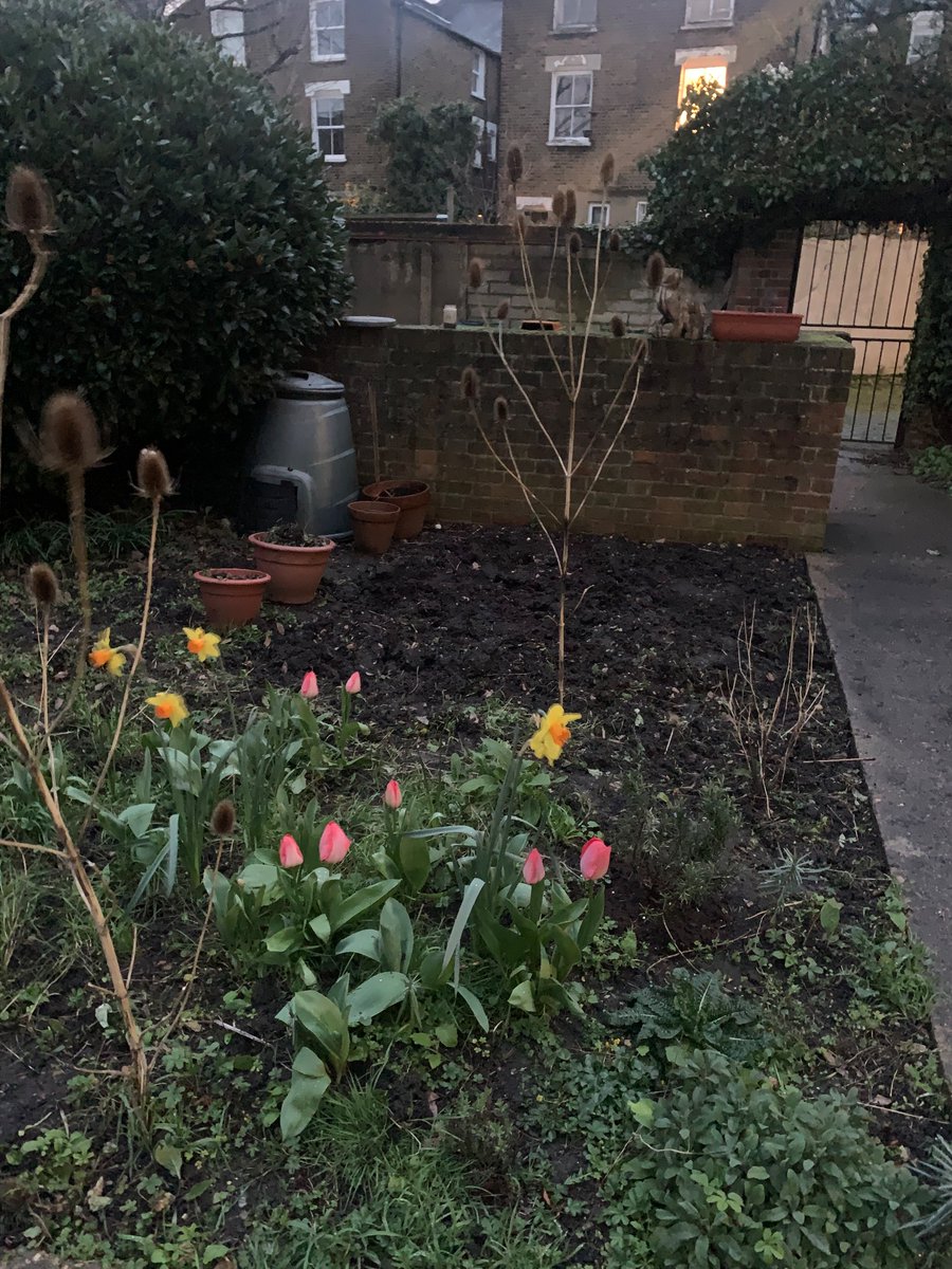 Don’t want to show off but grew some daffodils, tulips and some weeds