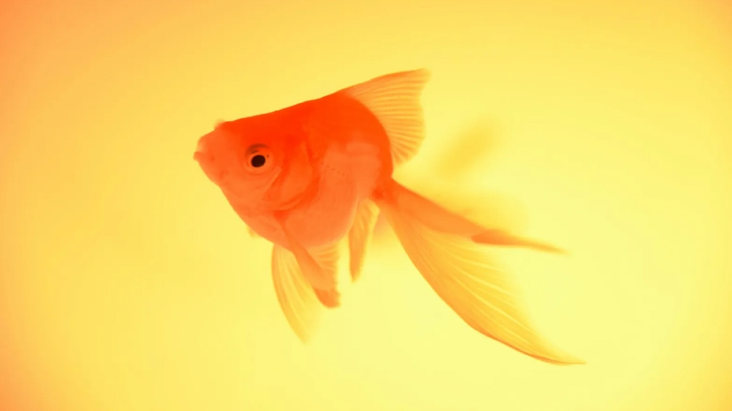 printmag's tweet photo. Shedding Light on the #ShinyObject ๐
#FOMO: If you #focus on one thing you canโt do another. So you keep looking at the next thing. Keep #leaping and you wonโt #miss anything. Of course, you wonโt #catch anything either.
Read the full story on PRINT: https://t.co/4bqFS7YbrS https://t.co/Avt2kjcfGu