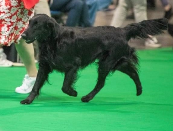 Meet Drake, our Easton Pup-Star! 🐾 The Flatcoated Retriever, owned by Hilary Bright, secured 1st prize at @Crufts 2024! Thanks to our Dog Grooming students, Drake's shining bright! ✂️ Check out our services & courses on our website! 🐶🏆 📸: Harry Vasey