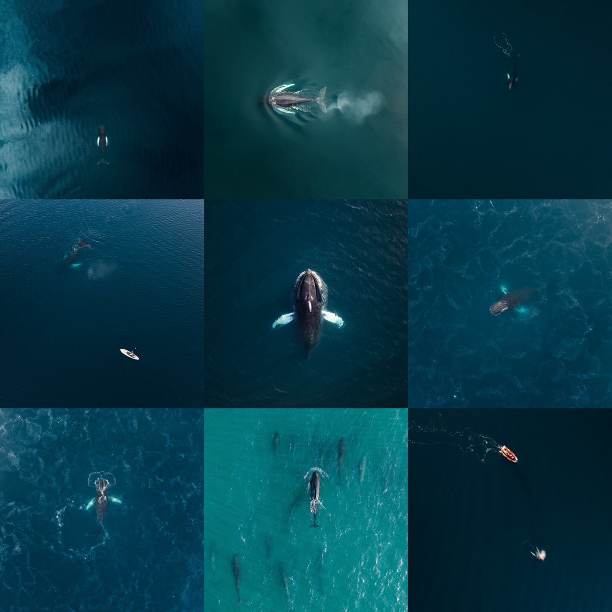 flowhofer's tweet photo. Whales of the north #iceland #whales https://t.co/8fVh9nVHoK