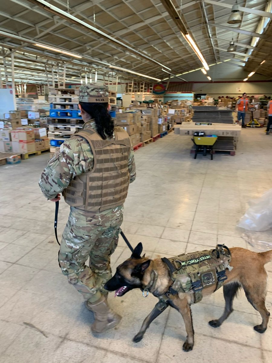 Ejercito_Chile's tweet image. Los binomios caninos junto a efectivos del #EjércitoDeChile continúan realizando labores en apoyo a la comunidad en el marco del Estado de Excepción Constitucional de Catástrofe en #Valparaíso con rondas por sectores afectados y resguardo de albergues.
