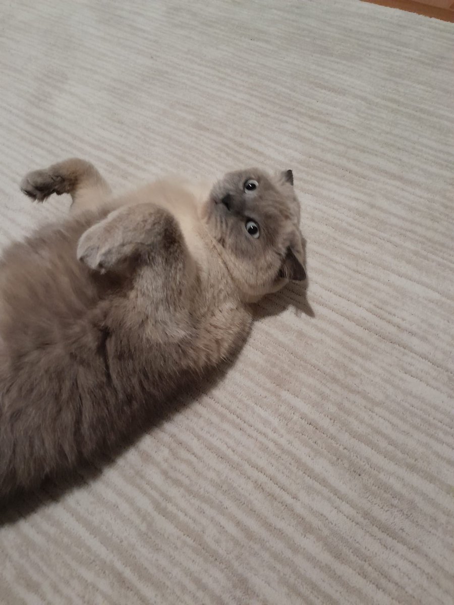 BudVZab's tweet photo. Somehow both cute and confused.
#AlmostDailyCloudTheCat #DailyCloudTheCat #DailyCloud #Cat #CatsofTwitter #CatsOfTwitter https://t.co/XyqkEFCbvc