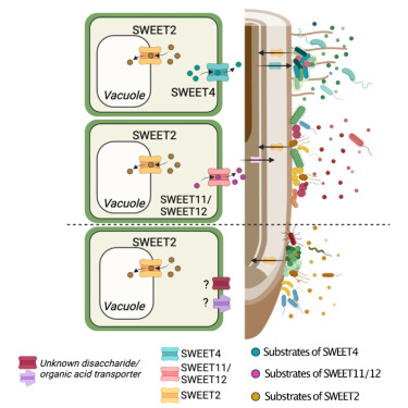 Sugar transporters spatially organize microbiota colonization along the longitudinal root axis of Arabidopsis @cellhostmicrobe sciencedirect.com/science/articl…