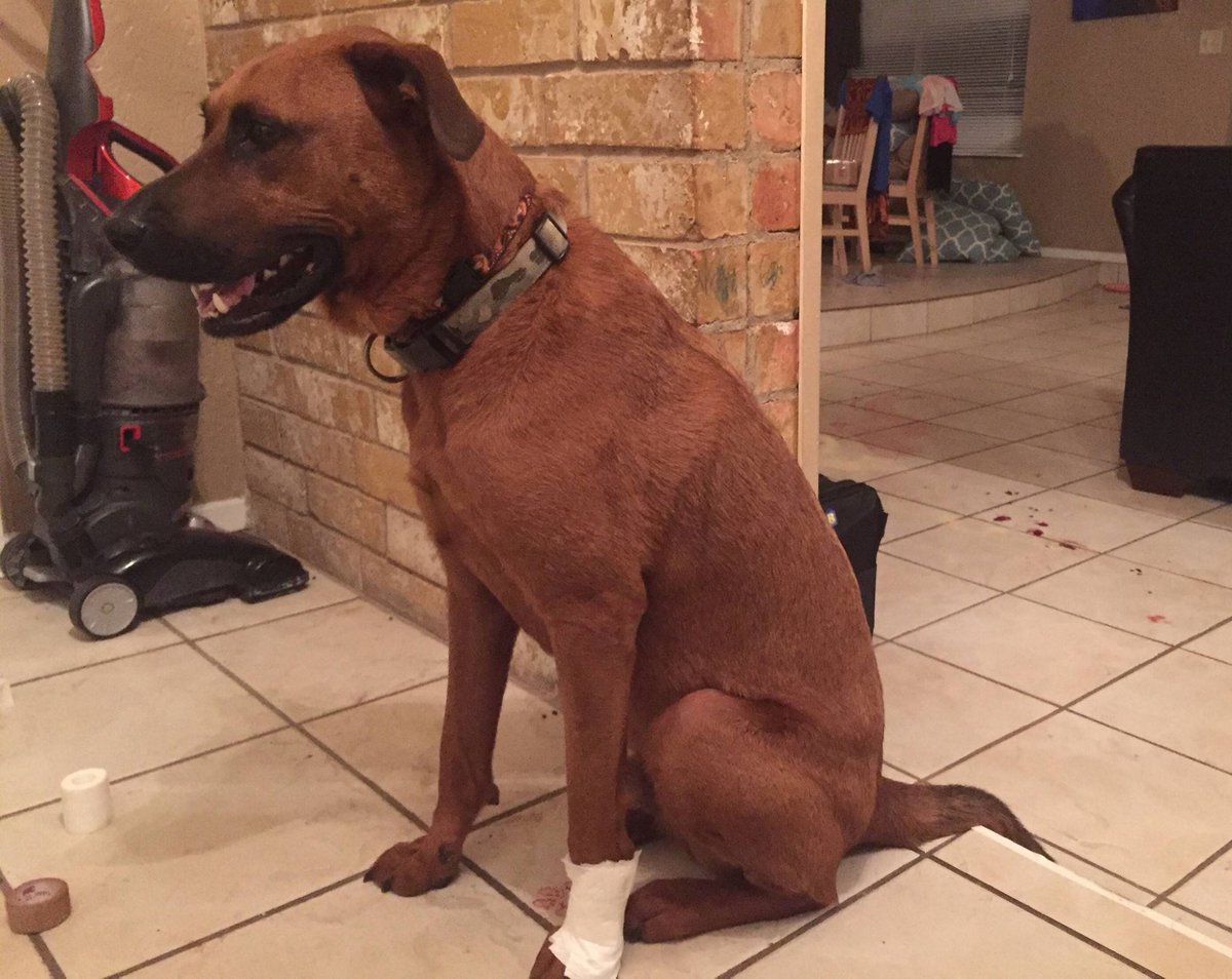 Our adopted mutt protected us from an intruder last night, is having minor surgery today. Last night, someone tried to break into our home. We were in bed when we heard the window in our room shatter. Our dog jumped off the bed and ran across the room and leaped through the