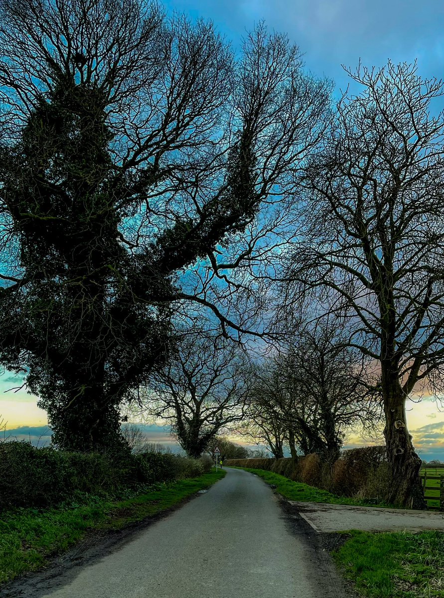 Evening walk down the lane #TreeClub #trees #countryroads #countrylanes #treeLinedLanes #Yorkshire #sunset
