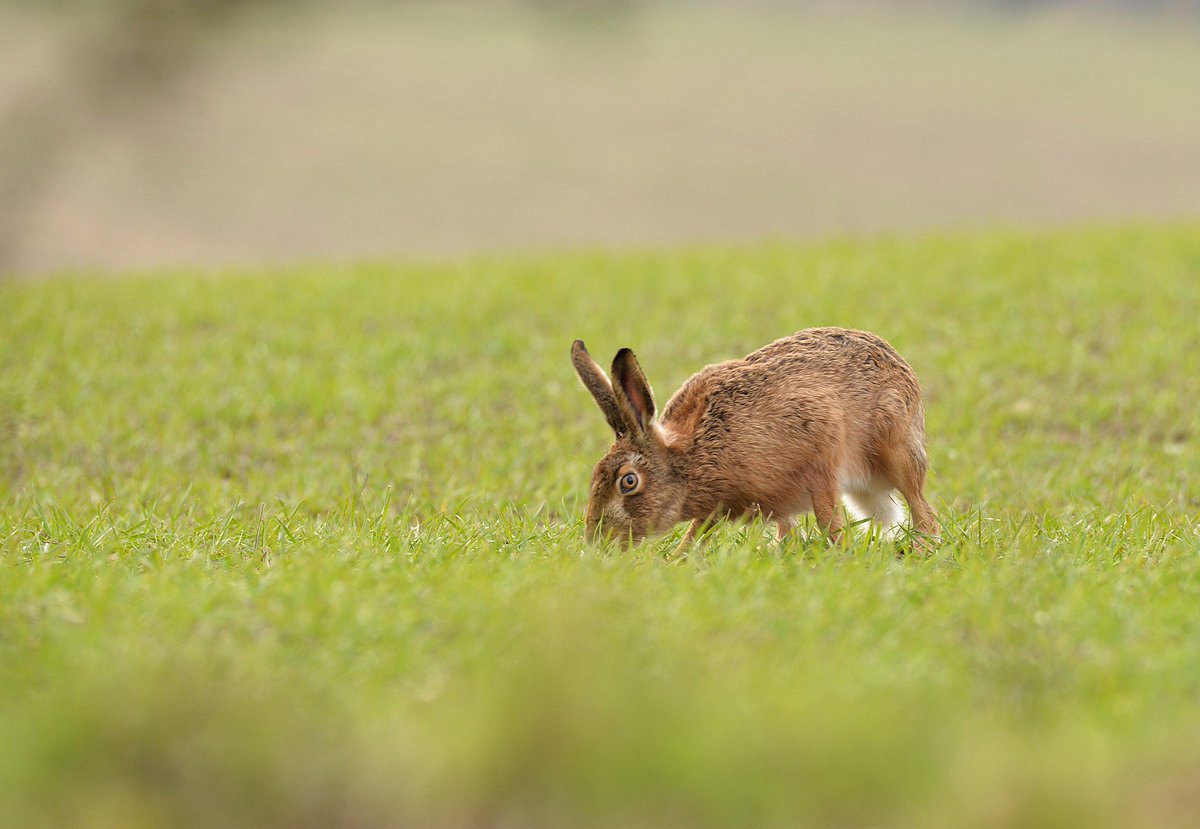Local Brown hare on the trail of a scent. #BrownHares #EdinburghWildlife @HPT_Official