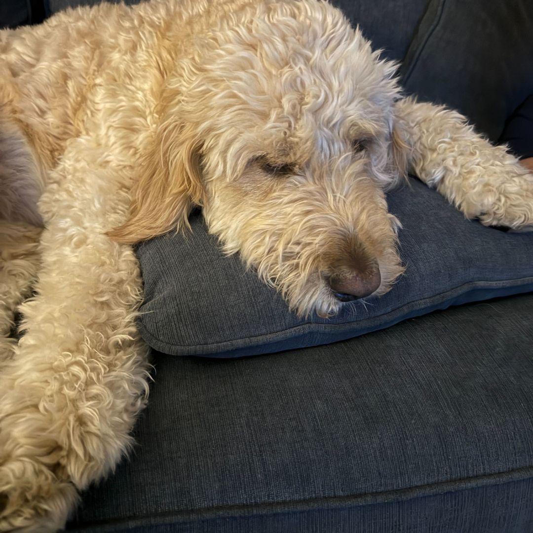 PROFILES tweet media