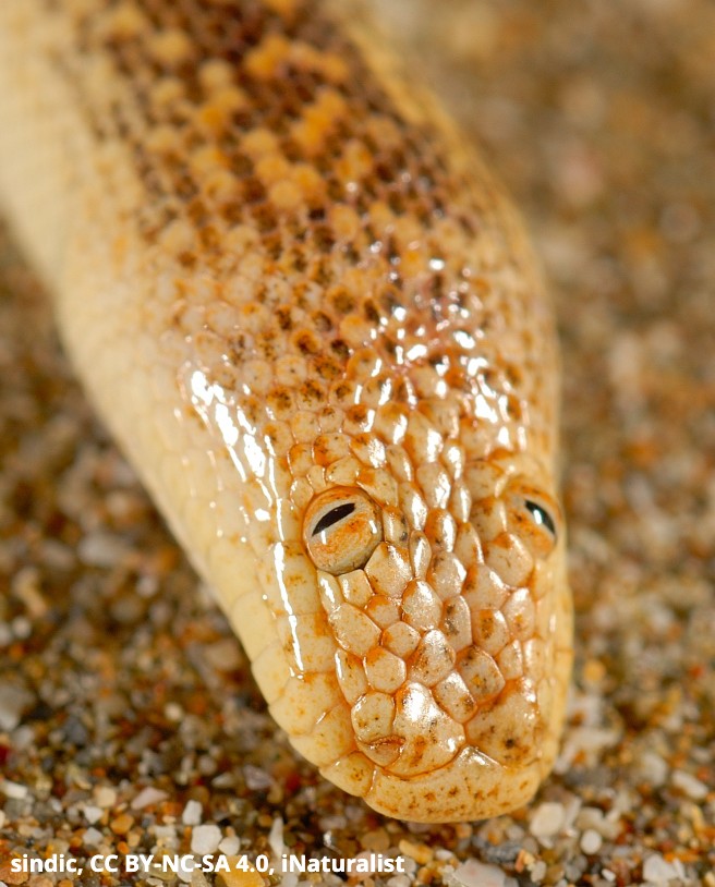 This danger noodle isn’t very dangerous—unless you’re a lizard or rodent! Meet the Arabian sand boa, a non-venomous snek found in parts of the Arabian Peninsula. Its unusually placed eyes allow it to remain almost perfectly concealed in sand while watching for prey.