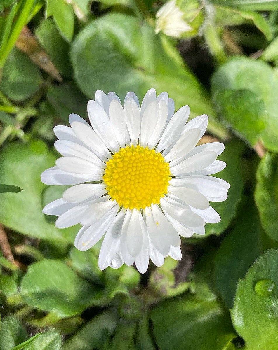 Do not wait for life. Do not long for it. Be aware, always and at every moment, that the miracle is in the hear and now. ~ Marcel Proust #Daisy 🤍💛 #FlowersOnFriday #Springtime #Spring2024