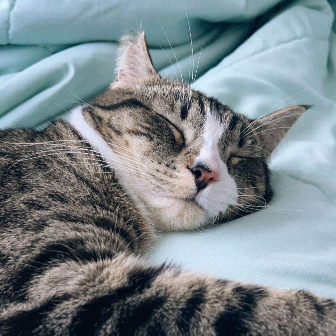 PROFILES tweet media