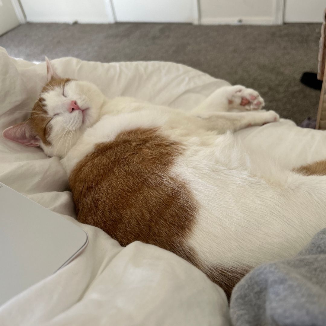 PROFILES tweet media