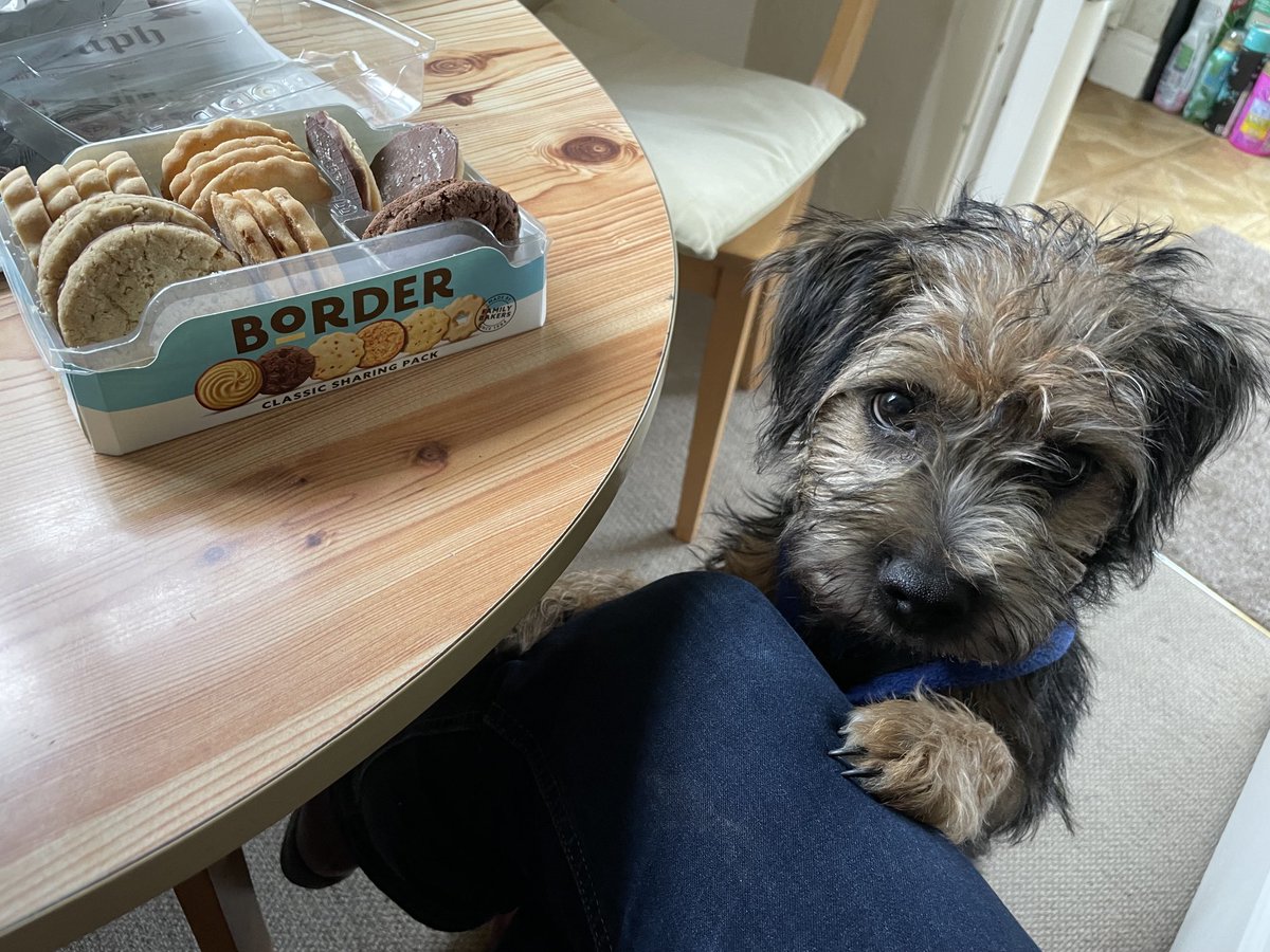 Surely these are all mine? #BTPosse #BorderTerrier ⁦@BorderBiscuits⁩ ⁦@revdlouisjj⁩