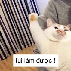 DeMoisSad's tweet photo. @ko_kushibo bờ gồ cố lên nha🐧 https://t.co/2mdW2K8Fi8