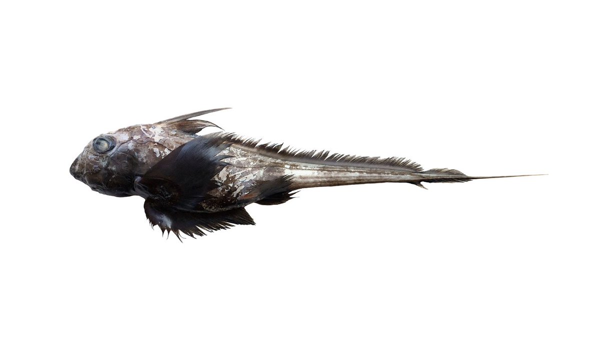 #NewSpecies!
New chimaera from #thailand just swam in:

Chimaera supapae

Treatment: treatment.plazi.org/id/C87E87EB-3D…
Publication: doi.org/10.26107/RBZ-2…
#RafflesBulletinOfZoology

#FAIRdata
#OA #science #biology #biodiversity #nature #conservation #wildlife #ichthyology #TeamFish #fish