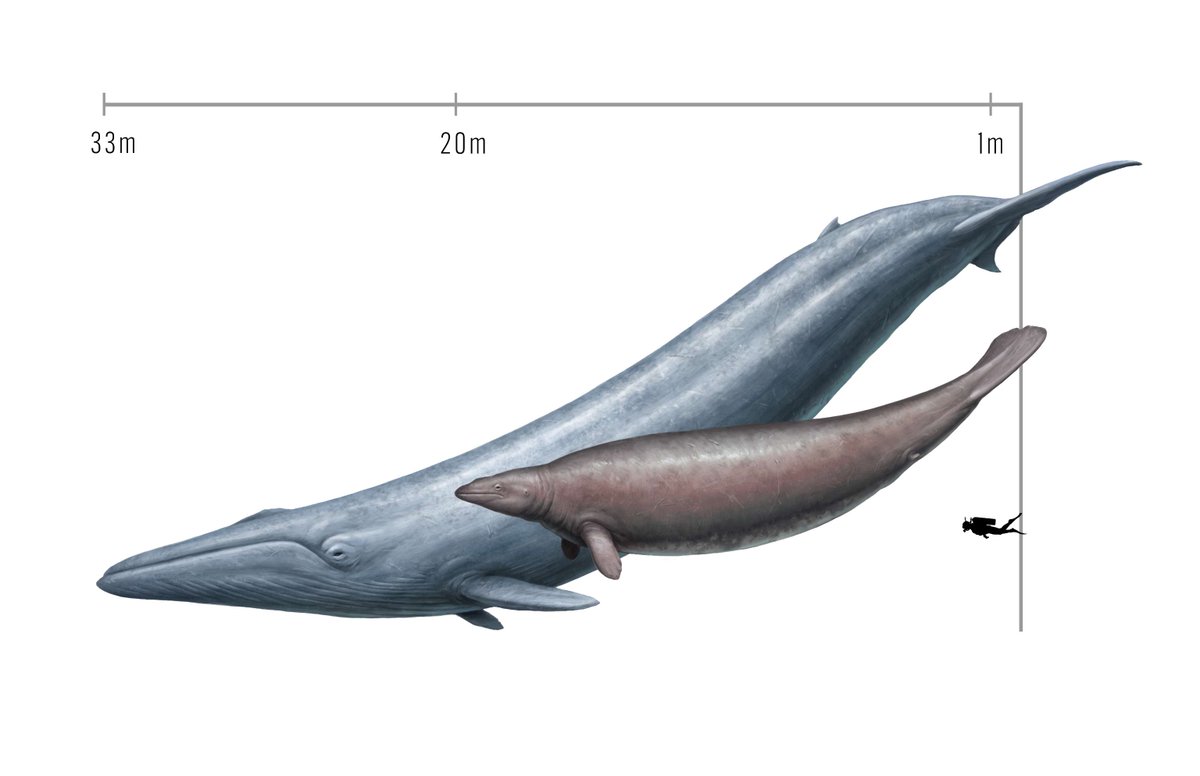 Happy #FossilFriday - PeerJ spoke to Dr. Nicholas Pyenson @PyensonLab about Downsizing a heavyweight: factors and methods that revise weight estimates of the giant fossil whale Perucetus colossus Watch a video interview bit.ly/48XV1Gy Image Credit: Cullen Townsend