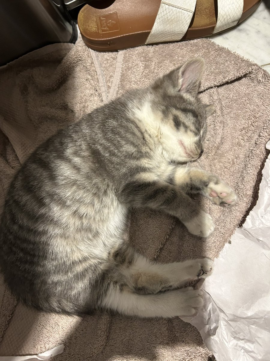 a few days ago I found a kitten crying out for help in lower manhattan. we were able to grab her but now we’re looking for help to pay for supplies/vet bills. anything helps, even just spreading the word! gofund.me/c0d0e255