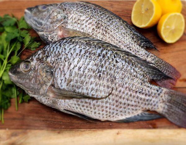 LaVictoriaWS's tweet photo. Especiales de fin de semana. 🐟🐟🐠🐠
Mojarra de mar-----$4.49/lb
Pez Corvina------$4.39/lb
Lubina blanca-----$5.99/lb

Our seafood weekend specials. 🐠🐠🐟🐟
Wildcaught whole tilapia-----$4.49/lb
Fresh Croaker-----$4.39/lb
White Perch------$5.99/lb https://t.co/Ne583fIFRf