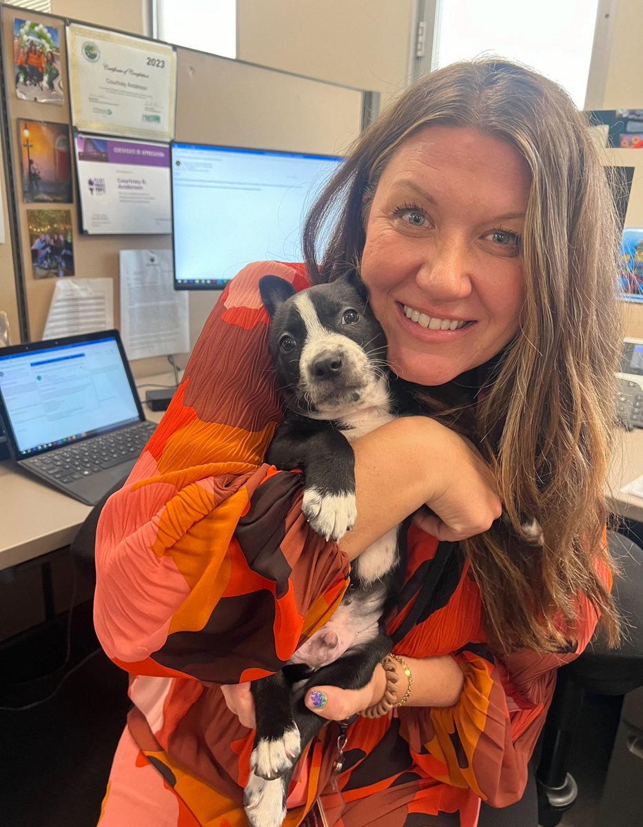 PHXHousing's tweet photo. Yesterday we took a "paws" during the lunch hour for a little puppy therapy. The impact on our team was amazing! Thanks to @AZK9Rescue for bringing in these adorable babies.

#puppyhour #mentalhealth #reducestress #employeewellbing https://t.co/5bAPy3gXMQ