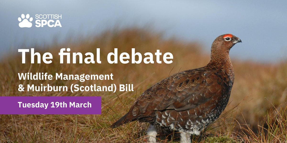 Final debate on the Wildlife Management & Muirburn (Scotland) Bill is taking place on Tuesday (19 March). We have long called for greater regulation when it comes to land use management in a bid to tackle horrific wildlife crimes that are still being committed to this day.