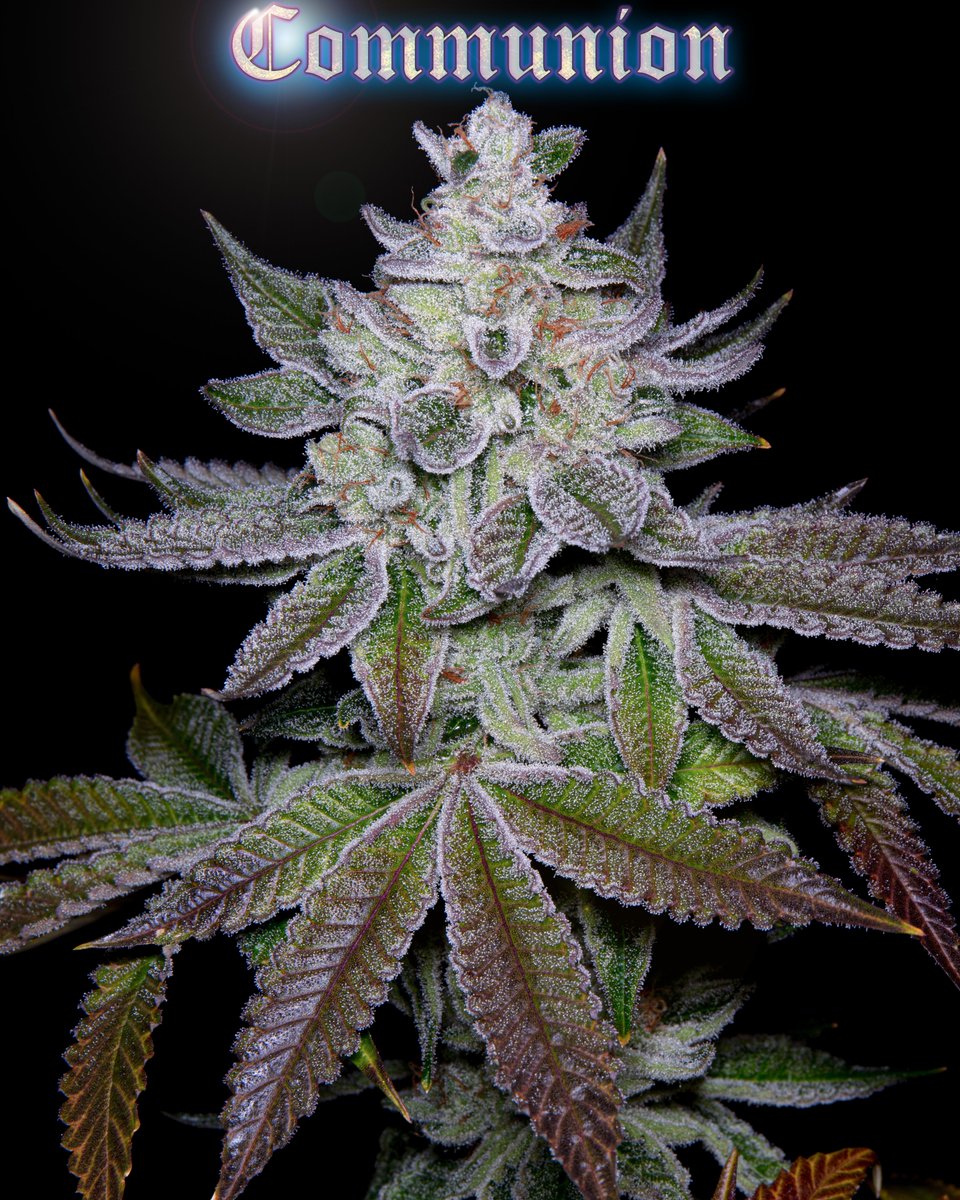 If you havent.. you should. Communion feminized seeds Available now at all of our seed banks and directly through our own site. 😇🔥💯🖖 . . . #Communion #RomulanGenetics