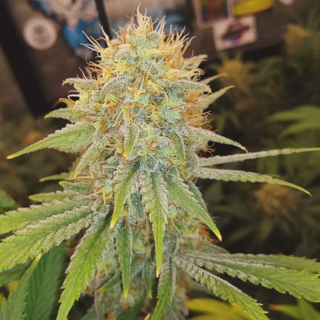 TheGoatGrows's tweet photo. Do-si-do x Sunset Zkittlez starting week 8 of flowering. It will ultimately come down to trichome development to decide when they are harvested, but it's getting close. https://t.co/smRjRj9hk8