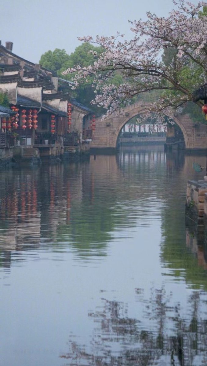 miya12358986377's tweet photo. 春天的中国西塘古镇,樱花盛开的美丽之景。#大美中国 #Springcomesearly https://t.co/KehUMHfTe8