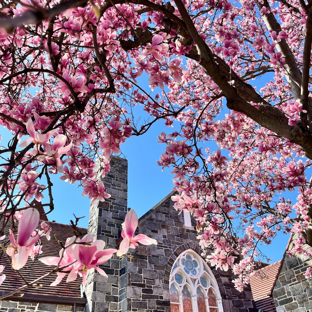 Who else is excited for spring's arrival? 🌸 Checking out the stunning saucer magnolias at Georgetown Lutheran Church! 😍 📍1556 Wisconsin Ave NW