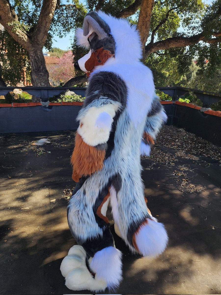 ✨Rufus, the Aussie Shepherd! ✨ Happy #FursuitFriday! While my fruit bat is at the day spa, may I present my new fursuit of my Aussie Shep, Rufus! The suit was a collaborative effort between me and @WaggeryCos. I made the head and handpaws and Waggery made the body suit!