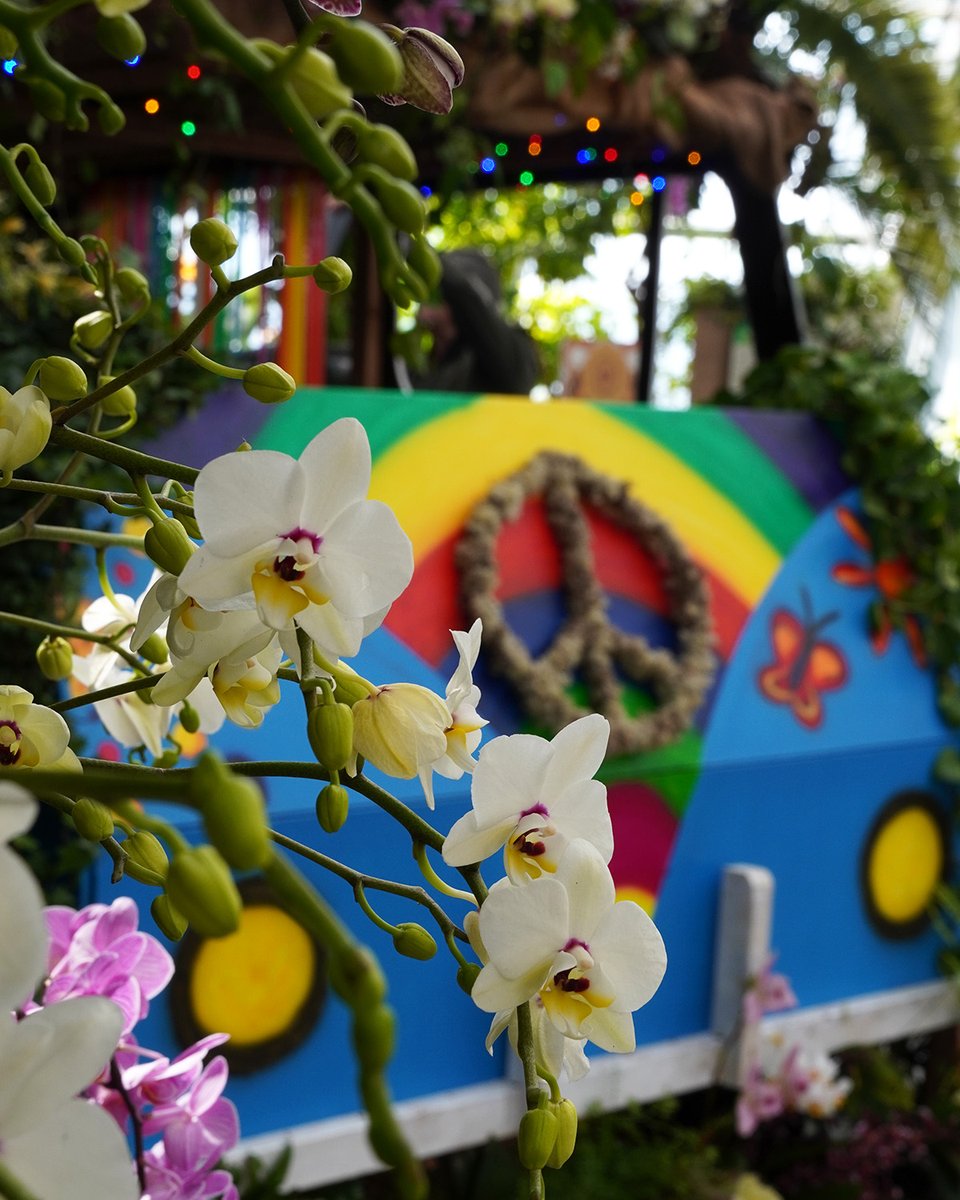 Insel Mainau tweet media