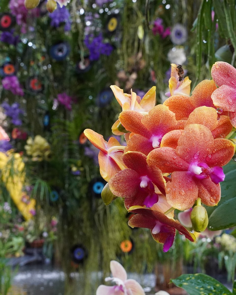 Insel Mainau tweet media