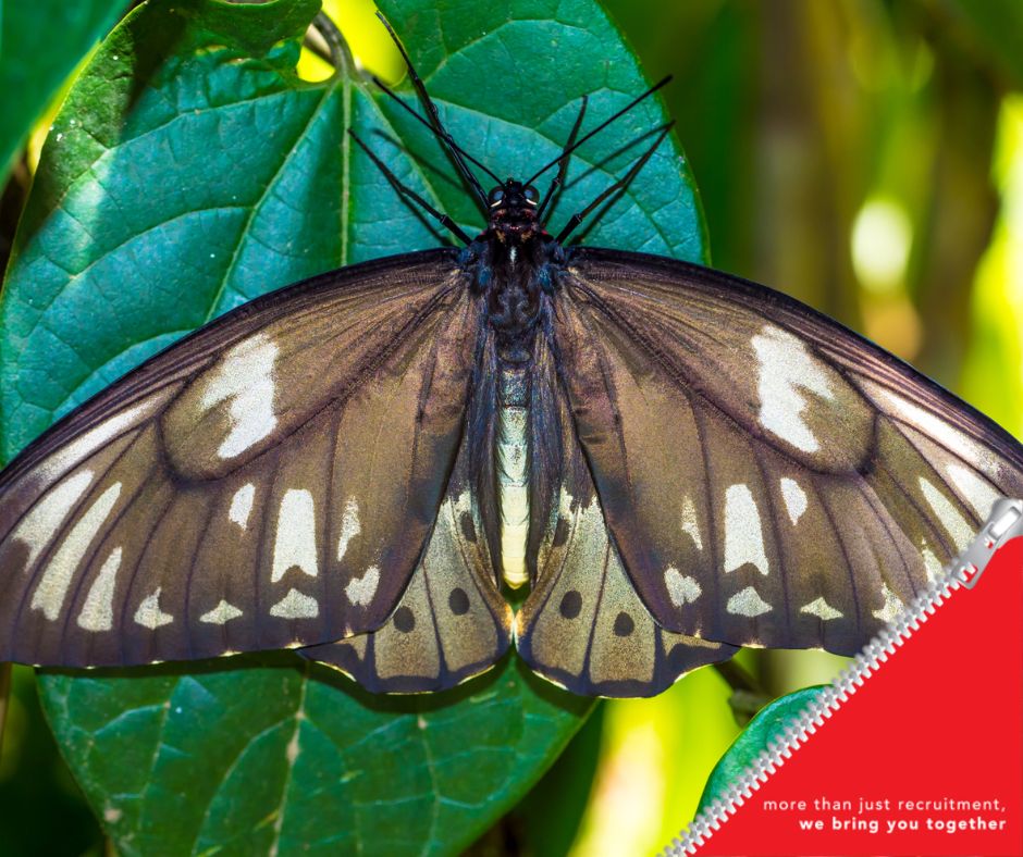 The biggest butterfly in the world has a 31cm wingspan. It belongs to the Queen Alexandra's Birdwing butterfly, which you can find in Papua New Guinea. #FridayFact #Friday #funFriday #didyouknow #huge #butterfly #wingspan