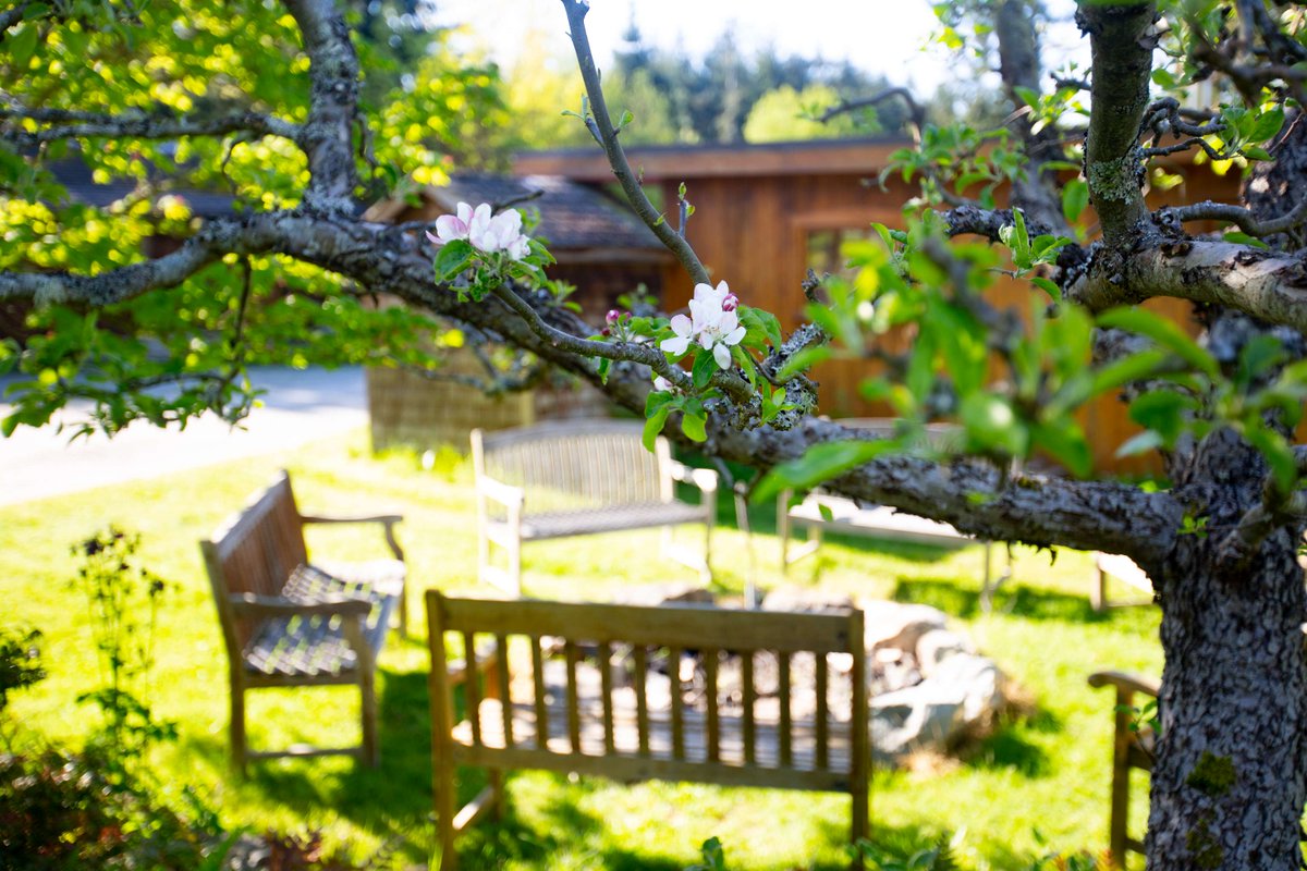 Spring has sprung! Spring marks trees and plants coming into bloom on the land, as well as our annual celebration and fundraiser for women authoring change. Go to avcast.me/equivox to join us on March 24th! 📸: Nia Martin #Hedgebrook #Equivox2024 #springhassprung